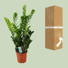 Zamioculcas 21cm - Ø21cm - ↕100cm