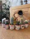 Cactus Mix - 6.5cmØ - 8-15cm hoog- (6 Stuks) - Mexico - Ø7.5 cm