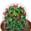 Cactus mix 5.5 cm - zonder pot bloeiend - 5x