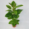 Ficus Altissima - Ø21cm - ↕95cm