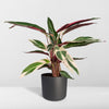 Calathea Triostar - Pauwenplant - 70cm - Ø19