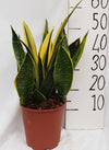 Sanseveria Goldflame - Ø21cm - ↕50cm