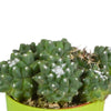 Cactus mix 5.5 cm - 5x - in gekleurde plasticpot