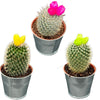 Cactus mix kunstbloemen- 8.5cmØ- 10-15cm- 3 stuks - zink