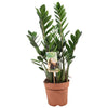 Zamioculcas Zamiifolia - Ø17cm - ↕70cm