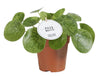 Pilea Mojito - Ø13cm - ↕20cm