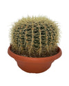 Cactus- Echiocactus Grusonii- 24cmØ- 23-28cm hoog - Normal - Ø24 cm - 1x - ↕23 - 28 cm