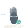 Cactus mix 5.5 cm - 5x - in Mexicaanse pot