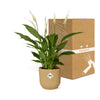 Spathiphyllum 12 Cm Torelli in ELHO Vibes Fold 14cm geel