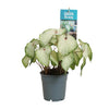 Caladium White Delight - Ø12cm - ↕25cm