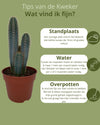 Cactus- Pilosocereus Azerues - 17cmØ- 30-40cm hoog - Normal - Ø17 cm