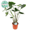 Alocasia Zebrina - Ø24cm - ↕90cm