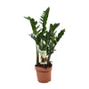 Zamioculcas 6-7 Veren - Hoogte 80-85 Cm. - Ø17cm - ↕80cm