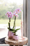 Kolibri Orchids | Roze phalaenopsis orchidee - Andorra - potmaat Ø9cm | bloeiende kamerplant - vers van de kweker