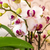 Kolibri Orchids | Witte Phalaenopsis orchidee - Mineral Gibraltar - potmaat Ø9cm | bloeiende kamerplant - vers van de kweker