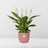 Spathiphyllum 12 Cm Torelli in ELHO Vibes Fold 14cm roze