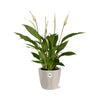 Spathiphyllum 12 Cm Torelli in ELHO b.for rock 14 cm warm grey