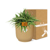 Chlorophytum Ocean 15cm in ELHO Vibes Fold 16cm round geel