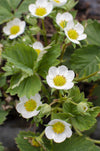 Fragaria x ananassa Delizzimo - Aardbei