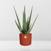 Aloe Vera 12cm in ELHO b.for soft rond 14cm brique