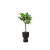 Combi deal - Ficus Lyrata boom inclusief elho Pure Coupe zwart Ø41 - 210 cm