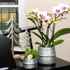 Kolibri Orchids | Witte Phalaenopsis orchidee - Mineral Gibraltar - potmaat Ø9cm | bloeiende kamerplant - vers van de kweker