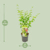 Acer palmatum Going Green - Ø19 - ↨50cm