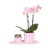 Kolibri Orchids | Gift set Mediterranean Sunset small | Groene plant met roze Phalaenopsis orchidee Andorra in Painted Stripe sierpotten op wit organisch dienblad