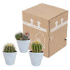 Bolcactus mix 8,5 cm | 3 stuks - in witte pot