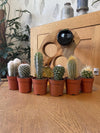 Cactus Mix - 6.5cmØ - 8-15cm hoog- (6 Stuks) - Normal - Ø6.5 cm