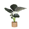 Alocasia Regal Shield Ø21cm - ↕100cm in Albury NATURAL mand