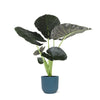 Alocasia Regal Shield Ø21cm - ↕100cm in Vibes in BLAUW pot