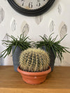 Cactus- Echiocactus Grusonii- 24cmØ- 23-28cm hoog - Normal - Ø24 cm - 1x - ↕23 - 28 cm