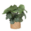 Calathea Orbifolia Ø21cm - ↕70cm in Albury NATURAL mand