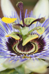 Passiflora caerulea - Passiebloem Blauw