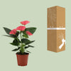 Anthurium Sweet Dream In Transparant Sleeve - Ø12cm - ↕36cm