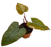 Philodendron Dark Lord - Ø17cm - ↕30cm