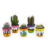 Cactus mix 5.5 cm - 5x - in Mexicaanse pot