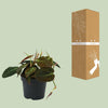 Philodendron Micans - Ø12cm - ↕15cm