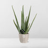 Aloe Vera 12cm in ELHO b.for rock 14 cm warm grey