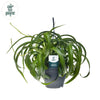 Chlorophytum Com' Green Bonnie' Air So Pure® - Ø19cm - ↕60cm