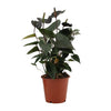 Anthurium Black Love In Transparant Sleeve - Ø12cm - ↕36cm