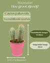 Cactus Palen Mix - 8.5cmØ- 15-20cm hoog - (3 Stuks) - Colored Zinc - Ø9.5 cm