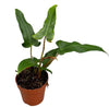 Philodendron Mexicanum - Ø17cm - ↕30cm