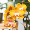 Kolibri Orchids | COMBI DEAL van 4 Phalaenopsis orchideeën - Las Vegas - potmaat Ø12cm | bloeiende kamerplant - vers van de kweker