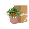 Chlorophytum Ocean 15cm in ELHO Vibes Fold 16cm round  delicate pink