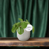 Pilea White Splash - Ø13cm - ↕20cm