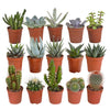 Cactus en vetplanten mix 5.5 cm | 15 stuks - zonder pot