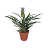 Bromelia Ananas