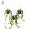 Hedera Helix Gemengd Air So Pure - Ø19cm - ↕cm